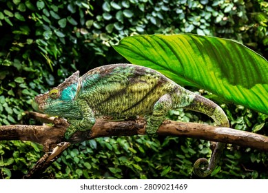 Green lizard perched on a tree branch at Haus des Meeres in Vienna, displaying vivid scales and a striking reptile profile in a tropical indoor animal exhibit.