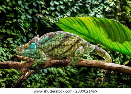 Green lizard perched on a tree branch at Haus des Meeres in Vienna, displaying vivid scales and a striking reptile profile in a tropical indoor animal exhibit.