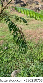 Green Lizard Resting on Tree Branch in Tropical Forest Environment