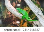 A green lizard is sitting on a branch. The lizard is green and has a long tail. The branch is brown and has leaves on it