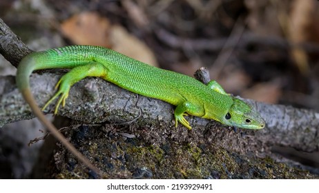 Green lizard in a tangle of branches