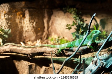 green lizard in tree