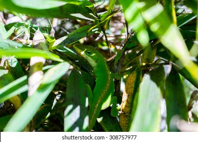 Green Lizard In A Tree