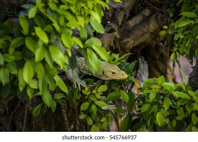 Green lizard at tree