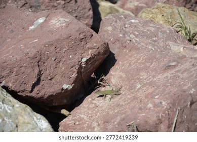 Green lizard without a tail basking on a red rock, showing natural tail autotomy and regeneration process.
