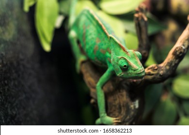 Green Lizard Yemeni Chamaeleonidae On A Branch