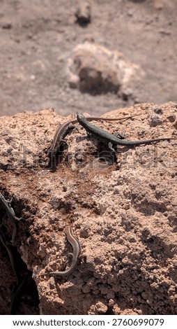Green lizards basking on reddish volcanic rock in Machico, Madeira, Portugal
