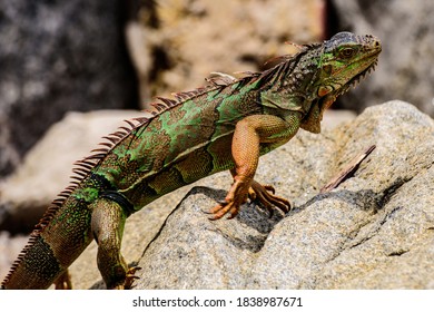 Green Lizards Iguana. And In The Subfamily Iguanidae