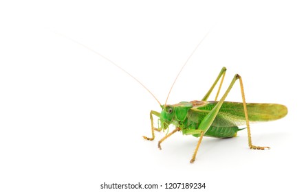 Green Locust Isolated On White Background Stock Photo 1207189234 ...