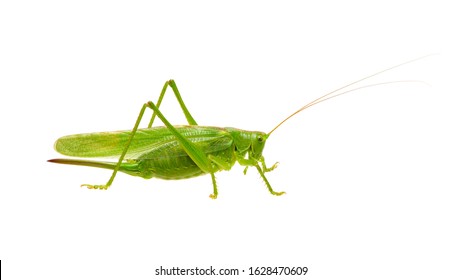 Green Locust Isolated On White Background Stock Photo 1628470609 ...