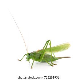 Green Locust Isolated On White Background Stock Photo 713281936 