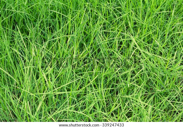 Green Long Grass Background Stock Photo (Edit Now) 339247433