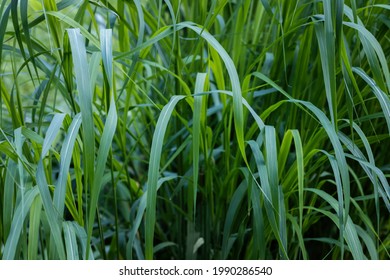 Green Long Grass Close Up In The Afternoon Of Summer. High Quality Photo