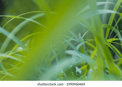 Green Long Grass Close Up In The Afternoon Of Summer. High Quality Photo