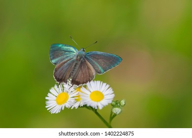 1,497 Long Tail Butterfly Images, Stock Photos & Vectors | Shutterstock