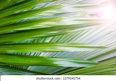 167 Lontar leaves Images, Stock Photos & Vectors | Shutterstock