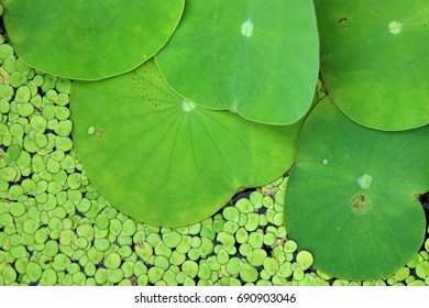 green lotus leaf background