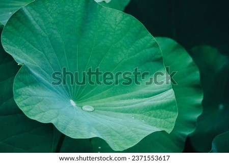 Green lotus leaf, background, green leaf texture