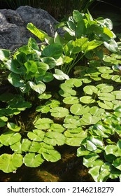 Green lotus leaf for decorate pool
