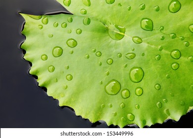 Green Lotus leaf with water drop as background.