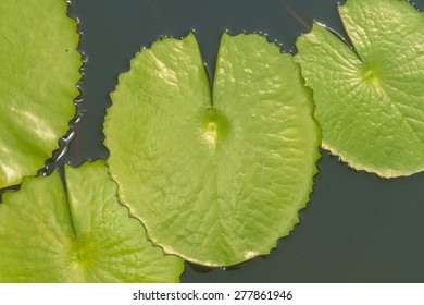 Green Lotus leaf with water drop as background.