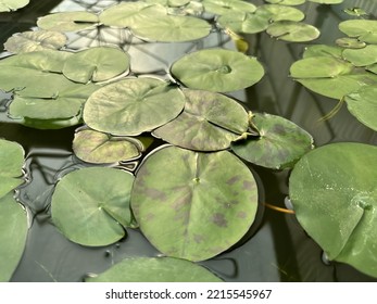 Green lotus leaves are hard to find and are propagated in Thailand.
