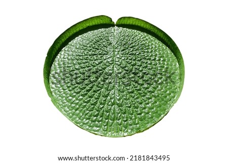Green lotus leaves isolated on white background include clipping path. Giant Amazon water lily leaf