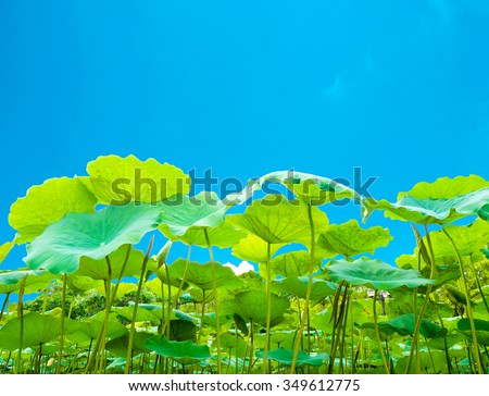 green lotus leaves on the blue sky background