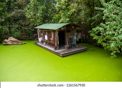 Green Louisiana Bayou