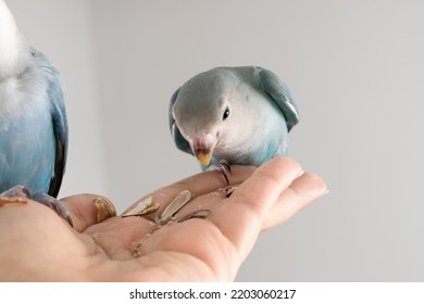 Green Lovebird Eating Sunflower Seed On Hand.
This Bird Is A Type Of Parrot.