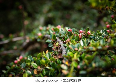 Green low-growing small-leaved shrub with red flowers
buds. Leafy hedge garden wild shrub ground cover foliage leaf closeup nature shrubs shrubbery leaves bush.