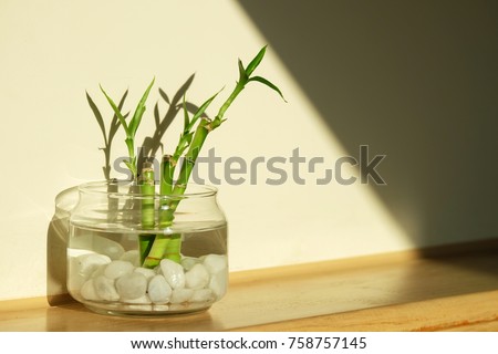 Green lucky bamboo as known as scientific name, Dracaena braunii, or Ribbon plant, or belgian evergreen in glass water jar with beautiful light and shadow