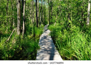 In A Green And Luscious Forest In The Netherlands