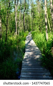 In A Green And Luscious Forest In The Netherlands