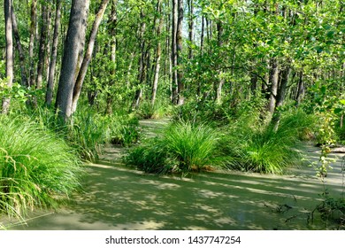 In A Green And Luscious Forest In The Netherlands