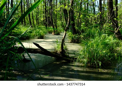 In A Green And Luscious Forest In The Netherlands