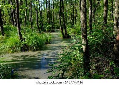 In A Green And Luscious Forest In The Netherlands