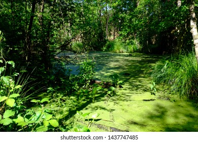 In A Green And Luscious Forest In The Netherlands