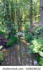 In A Green And Luscious Forest In The Netherlands