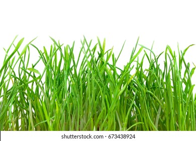 Green Luscious Grass.