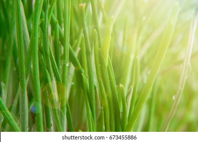 Green Luscious Grass.