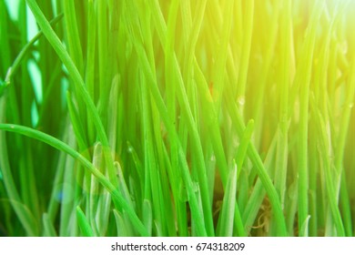 Green Luscious Grass.