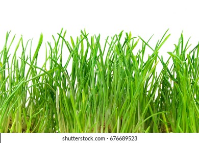 Green Luscious Grass.