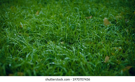 Green Luscious Grass After Rain