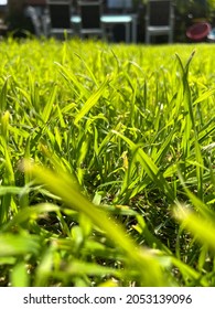 Green Luscious Grass, Hot Summer Day