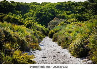 Green Lush Dunes On A Florida Trail