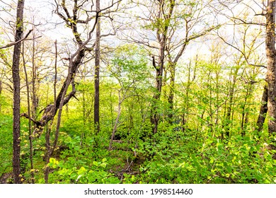 Green Lush Forest Woodland In Wintergreen Resort Town Village Near Blue Ridge Parkway Mountains In Early Spring Summer With Trunks Pattern