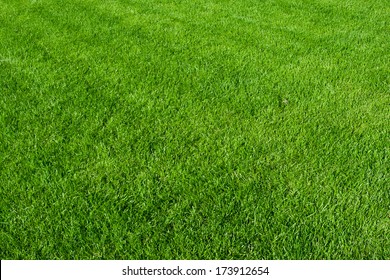Grüner, üppiger Grashintergrund bei hellem Sonnenlicht