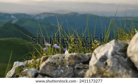 Green lush grass and mountain flowers high in the mountains on rocks. Blurred rocks in the foreground, mountain peaks and ridges in the background. The beauty of nature during a summer hike
