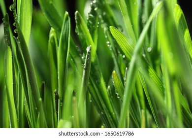 Green lush grass with water drops on blurred background, closeup